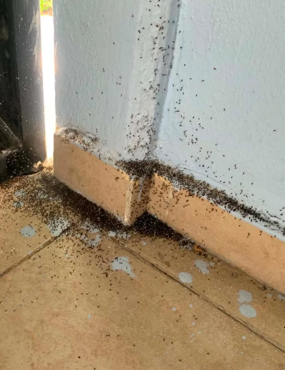 ¡ALERTA MÁXIMA! 🚨 Chilpancingo Bajo Invasión de Insectos